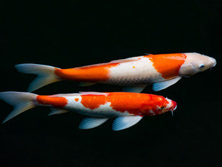 Beautiful colorful fancy carp fish