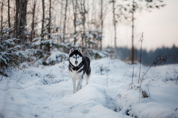 Siberian Husky on outdoors in the winter, snow © Anna Averianova