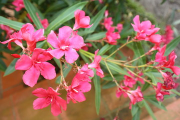 Oleander pink flower riviera mediterranean