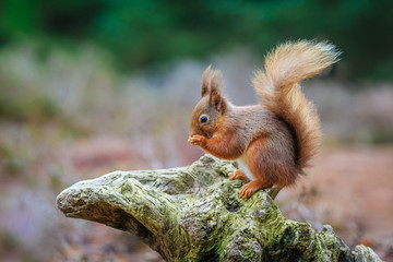 Naklejka na ściany i meble Red squirrel perched on tree stump, County of Northumberland, England