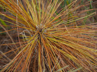 close up red pine