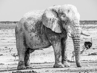 Old huge african elephant standing in dry land of Etosha National Park, Namibia, Africa.