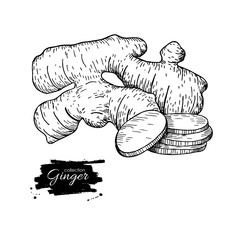 Ginger root vector hand drawn illustration.  Root and sliced pie