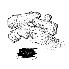 Ginger root vector hand drawn illustration.  Root and powder hea