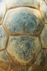 Texture of Turtle carapace.