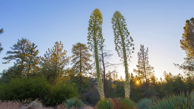 MoCo Tracking Timelapse of Yucca Flowers at Sunset in Mountain 