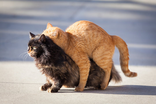Domestic cats in the act of mating