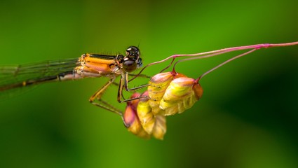 Große Pechlibelle
