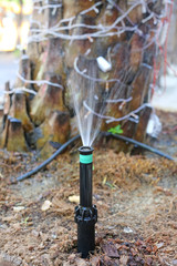 Watering in garden for tree