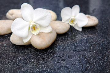 Two orchid flowers and white stones.