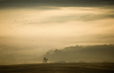 fog in morning landscape with hills and tree
