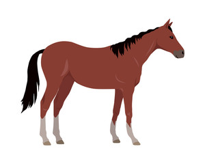 Sorrel Horse Vector Illustration in Flat Design