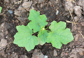 Young cucumber tree on plantation field.