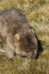 Naklejka premium Close up of a Wombat roaming feeding on grass, Cradle Mountain NP, Tasmania