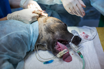 veterinarian makes surgery the dog. circumcision of the ears. the surgeon cuts the ears.