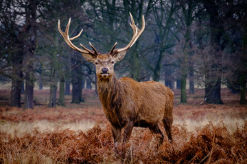 Red deer stag in a snow flurry