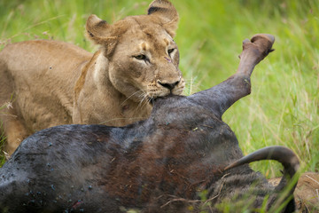 Lion (Panthera leo) feeding on a blue wildebeest, also called the common wildebeest, white-bearded wildebeest or brindled gnu( Connochaetes taurinus). KwaZulu Natal. South Africa.