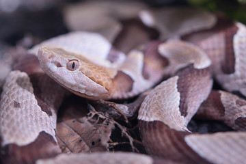 Obraz premium カパーヘッド 毒ヘビ 爬虫類