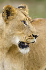 Lion (Panthera leo).KwaZulu Natal. South Africa
