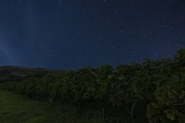  Night vineyard background. Night starry sky. Night sky with stars © allexxandarx