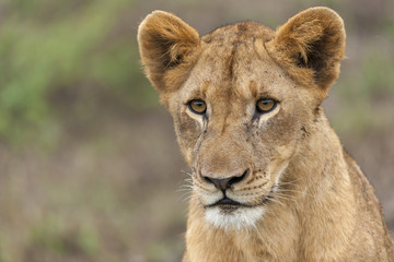 Obraz na płótnie Canvas Lion (Panthera leo).KwaZulu Natal. South Africa