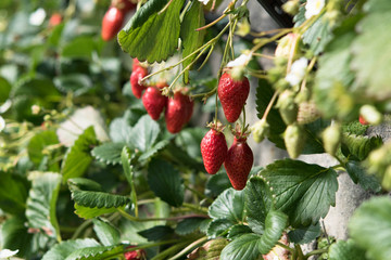 イチゴ イチゴ狩り 収穫