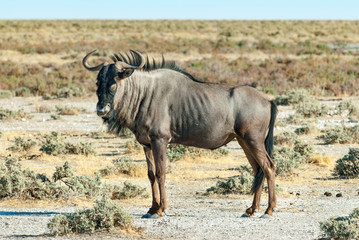 Gnu (Connochaetes), Etosha National Park, Namibia	