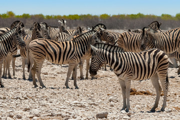 Fototapeta na wymiar Zebra , group, Etosha National Park, Namibia 