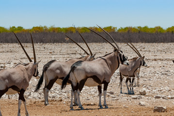Naklejka na ściany i meble Oryx, group, Etosha National Park, Namibia