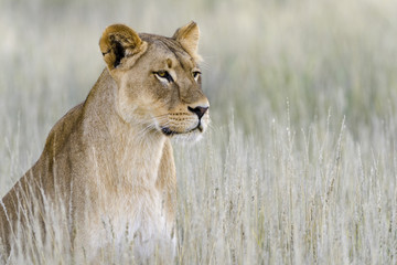 Lion (Panthera leo). Kalahari. Northern Cape. South Africa.