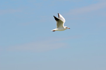 Fototapeta na wymiar Seagull on the beach
