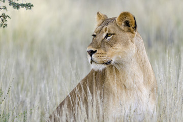Lion (Panthera leo). Kalahari. Northern Cape. South Africa.