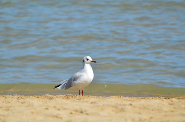 Seagull on the beach