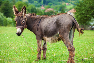 Donkey on a field