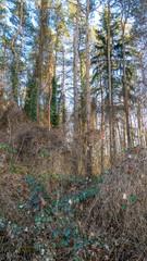 Verwilderter Kiefernwald