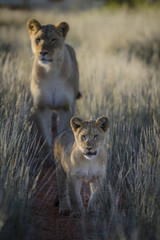 Lion (Panthera leo) cub and adult female. Kalahari. Northern Cape. South Africa.