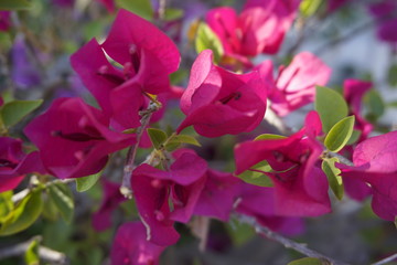 Pink flowers