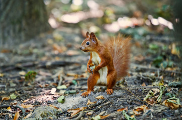Naklejka na ściany i meble Red squirrel with a fluffy tail standing on hind legs and looking into the distance.
