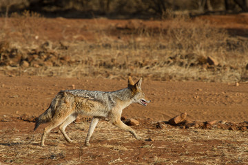 Blacck-Backed Jackal, Madikwe Game Reserve