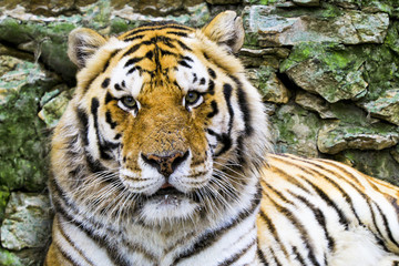close up of a tiger face. face to face