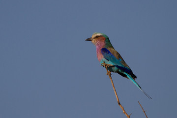 Lilac-Breasted Roller, Madikwe Game Reserve