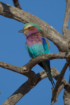 Lilac-Breasted Roller, Madikwe Game Reserve