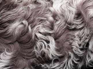 coat texture lambskin with long grey hair and curls