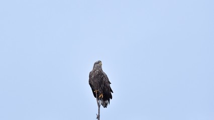 Eagle on a tree, blue sky in the background. Eagle in the evening. White-tailed eagle on a tree sky in the background.