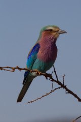 Lilac-Breasted Roller, Madikwe Game Reserve