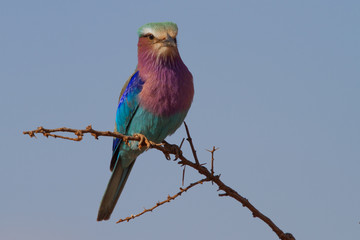 Lilac-Breasted Roller, Madikwe Game Reserve