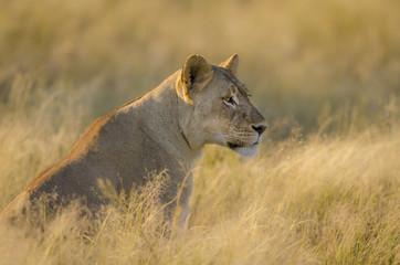 Lion (Panthera leo). Kalahari. Northern Cape. South Africa.