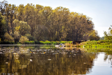 Fototapeta premium Colorful autumn landscape.Nature background.gorgeous forest in autumn,scenic landscape with pleasant warm sunshine.autumn leaves.lots of gold leaves and blue sky.Autumn Leaves green,yellow,orange,red