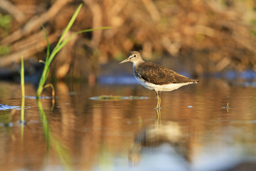 Green sandpiper in the water and sees its reflection