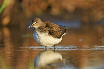 Green sandpiper cleans its feathers